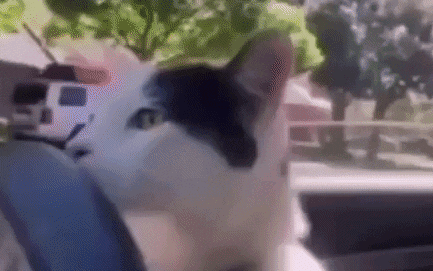 yaroslavastrutsynska giphyupload GIF