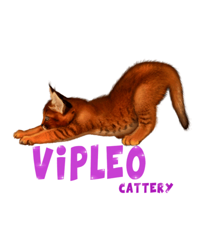VIPLEO giphyupload cat котенок cattery Sticker