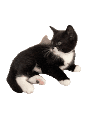 Cat Sticker