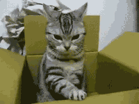 Video gif. Cat is sitting inside a box and it looks up at us evilly while it uses its paw to push the side of the box down.