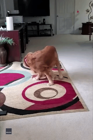 Mission Im-paw-ssible: Michigan Golden Retriever Determined to Catch Own Tail
