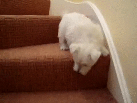 puppy stairs GIF