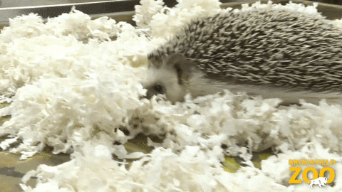 Sniffing Sonic The Hedgehog GIF by Brookfield Zoo