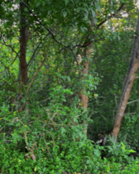 Walk Looking GIF
