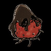 miu_karasaki chocolate strawberry いちご チョコ GIF