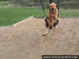 Swing Doggie GIF