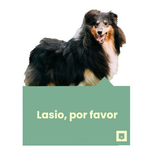 NubikaFormacion dog hair animal dogs Sticker