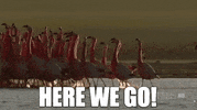 ForwardMadisonFC here we go flamingos forward madison GIF