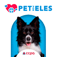 Cats Love Sticker by Colégio CCPA