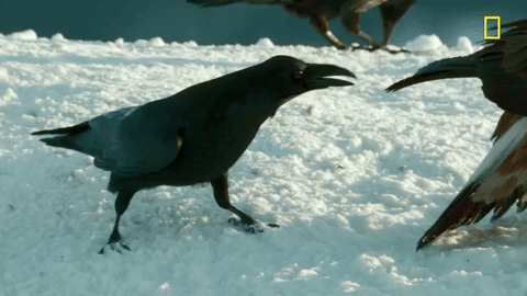 nat geo bird GIF by National Geographic Channel
