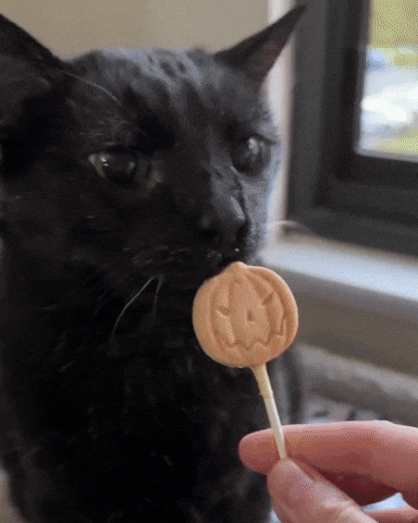 Black Cat Chomp GIF