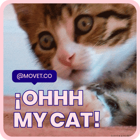Movet giphyupload cat cats surprise GIF