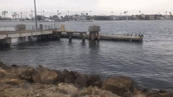 'The Water Never Comes Up This High': Sailor Captures Tonga Volcano Tsunami Surge in Southern California