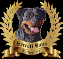 Rottweiler GIF by Maximum K9