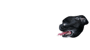 JasonKauz pug pepe lasers pepethepug Sticker