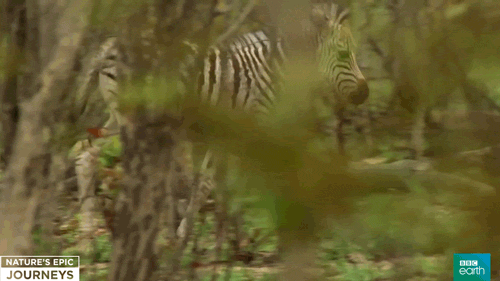 africa wildlife GIF by BBC Earth
