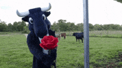 The Bachelor Flowers GIF by Houston Texans