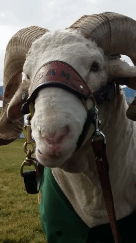 colorado state university mascot GIF