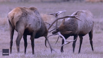 Bull Elk Spar for Dominance Near Aspen