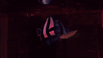 Drama Singing GIF