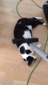 cat GIF