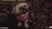 acorn-tv reaction dog lol puppy GIF