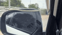 Snake Hitches a Ride on Car 