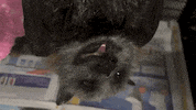 banana bat GIF