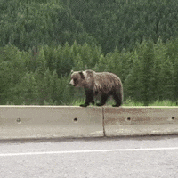 Brown Bear GIF by ViralHog