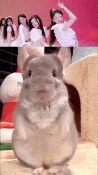 Chinchilla Sue GIF