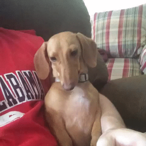 dog wait GIF