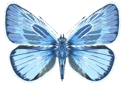 Illustration Butterfly Sticker