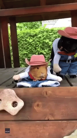 Pug and Hamster Are the Cutest Sheriffs in Town