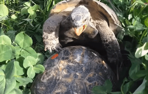 ghswk88 giphyupload GIF