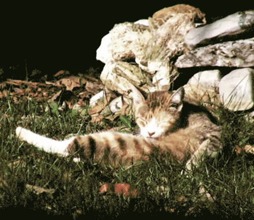 cat GIF by hoppip