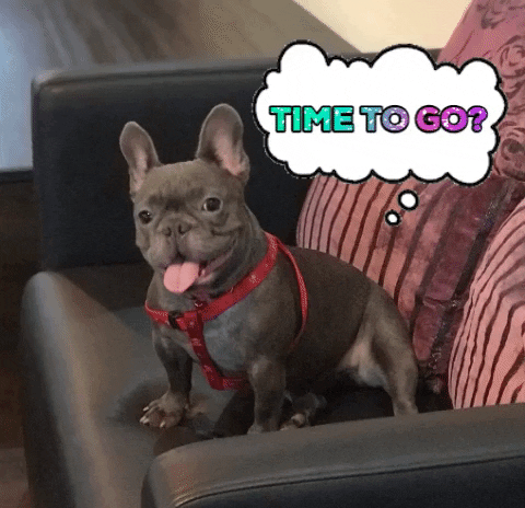 Time To Go French Bull Dog GIF by WoofWaggers