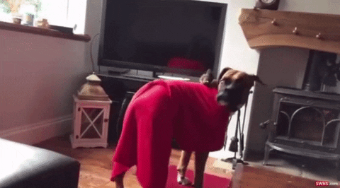 giphygifgrabber GIF