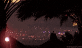 city lights cat GIF