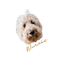 Puppy Eyes Sticker