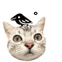 Cat 貓 Sticker