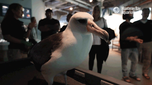 laysan albatross bird GIF by Monterey Bay Aquarium