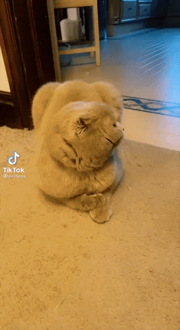 Video gif. Fluffy cat sits on the floor of its home, paws tucked and crossed under its chest. The cat's eyes are edited to look like cartoon eyes with large pupils and eyebrows. The cat appears to stare up and study us for a beat, then lifts its head in a swift motion, raising and lowering its eyebrows and keeping its eyes on us in an awkward and oddly-knowing stare. 
