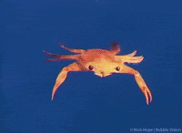 Ocean Life GIF