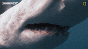 GIF by National Geographic Channel