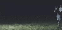 boydestroy horse boy destroy boydestroy GIF