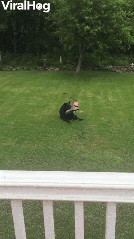 Connecticut Bear Dines at Bird Feeder
