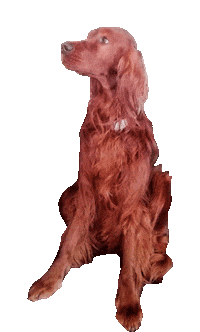dog yes Sticker by Tales&Tails