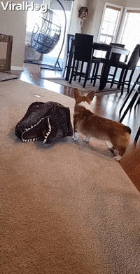 Doggy Dresses Itself Up As Dinosaur GIF by ViralHog