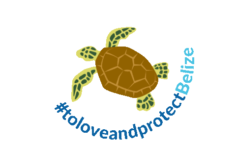 Turtle Belize Sticker by OceanaBelize