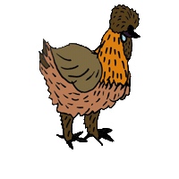Chickens Silkies Sticker